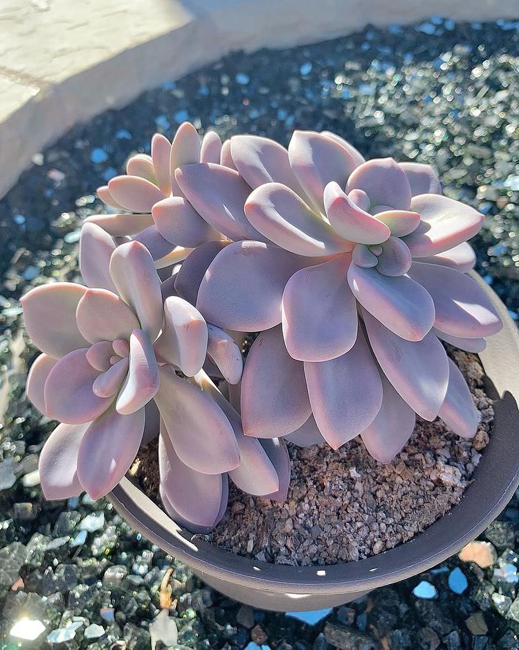 Graptopetalum murasaki